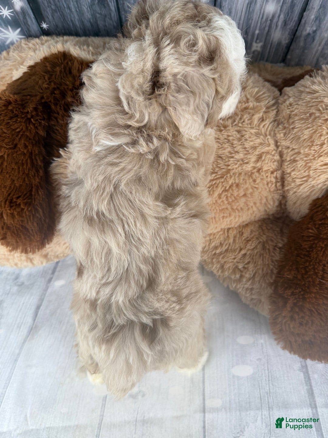 Aussiedoodle dogs for sale: Heidi - Ad 12