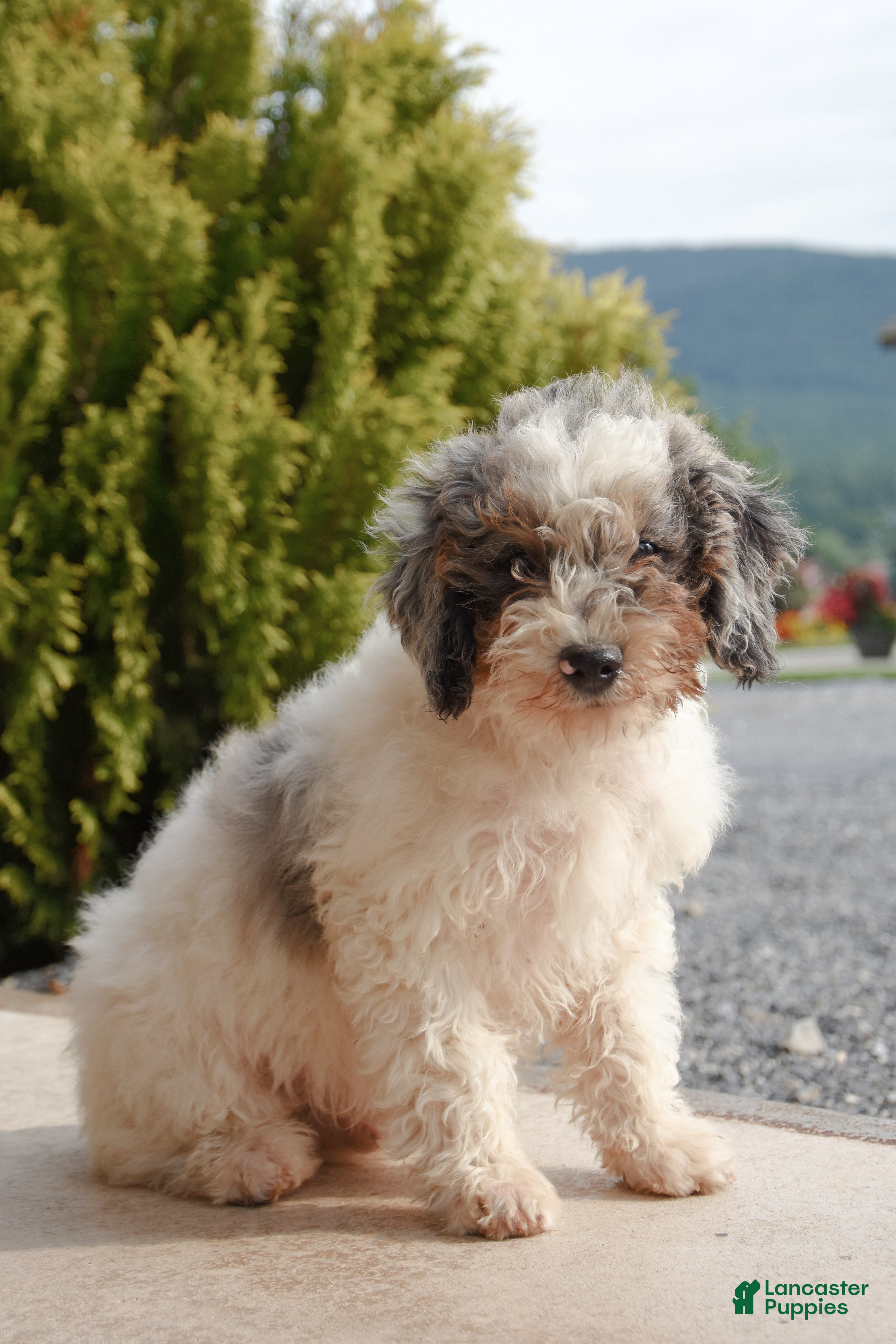 Mini Goldendoodle dogs Axel - Ad 1