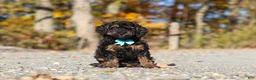Miniature Poodle dogs for sale: Sawyer (AKC) - Ad 3