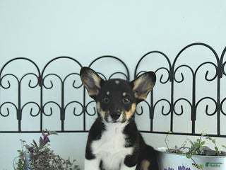 Welsh Corgi Pembroke dogs - Ad 33