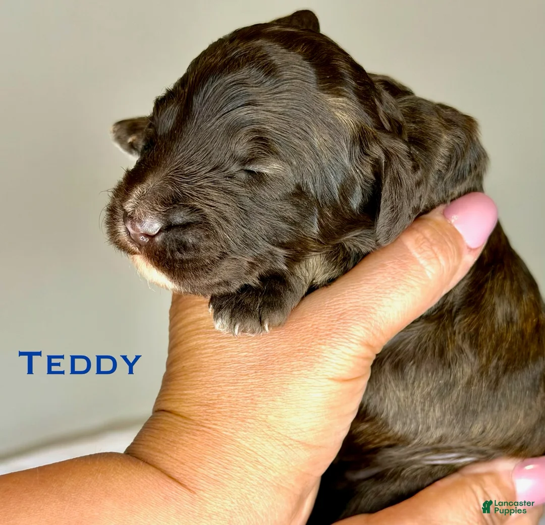 Labradoodle dogs for sale: Teddy Male  - Ad 1