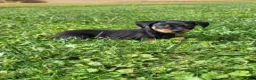 Miniature Pinscher dogs for sale: Male 1 - Ad 7