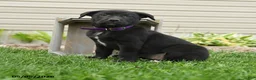 Mixed Breed dogs for sale: Betsy - Ad 3