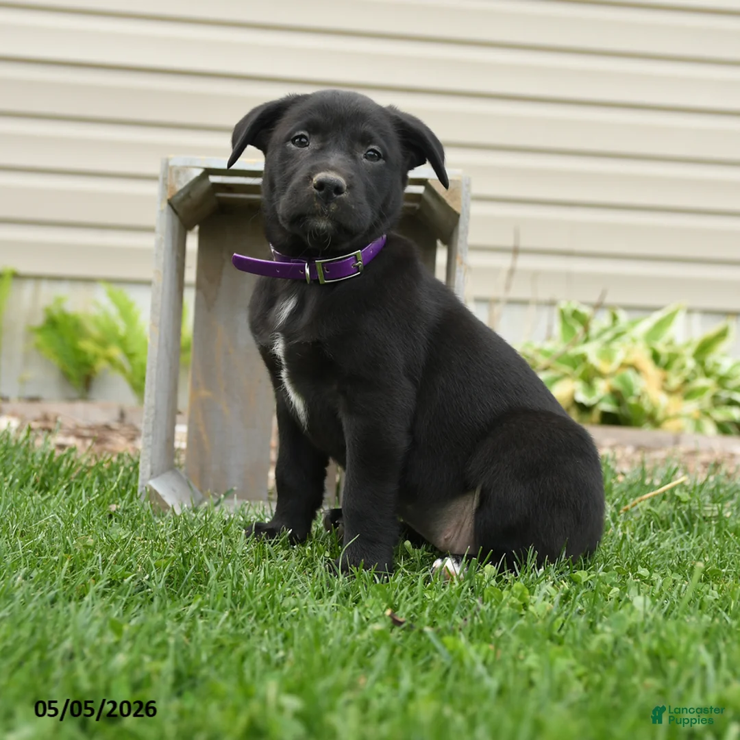 Mixed Breed dogs for sale: Betsy - Ad 3