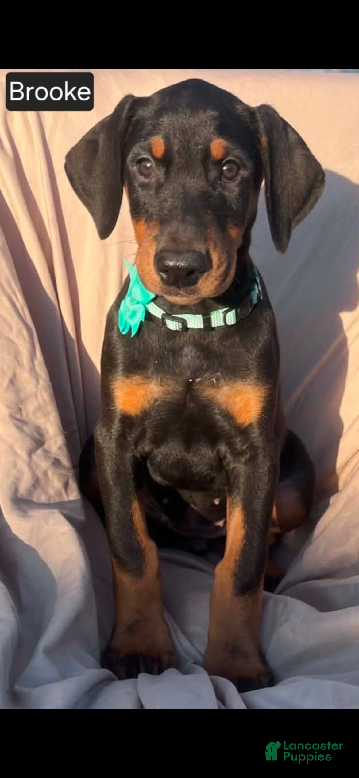 Doberman Pinscher dogs Brooke WEEKEND SPECIAL $250 OFF!  - Ad 1