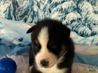 Siberian Husky dogs - Ad 38