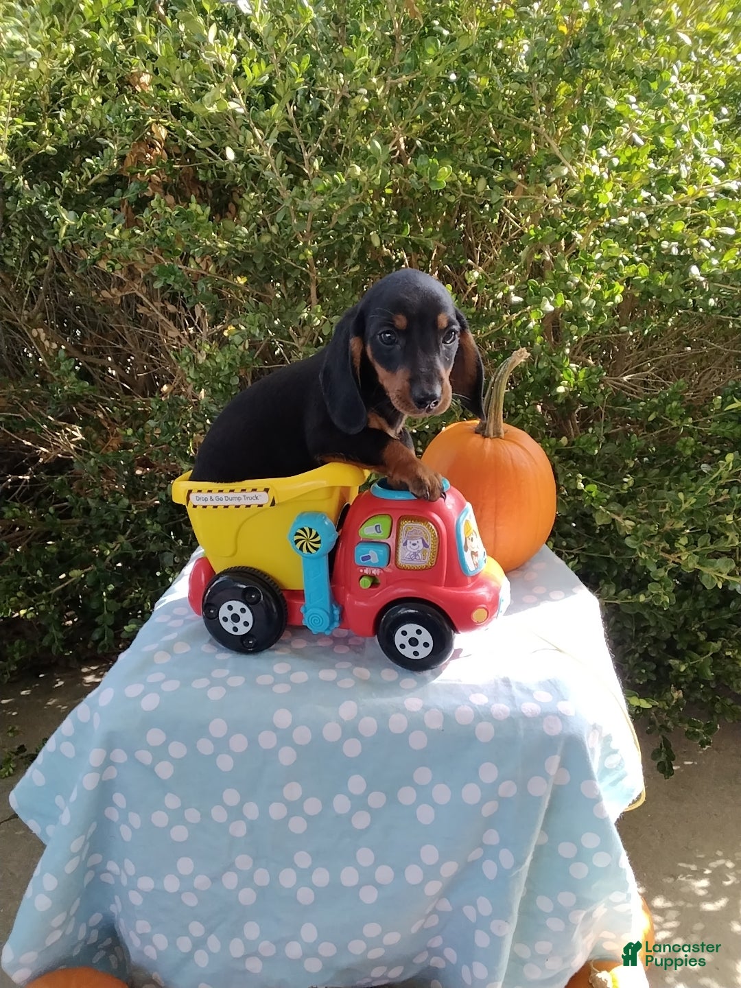 Miniature Dachshund dogs Marshal - Ad 1