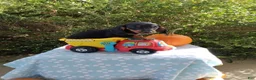 Miniature Dachshund dogs for sale: Marshal - Ad 1