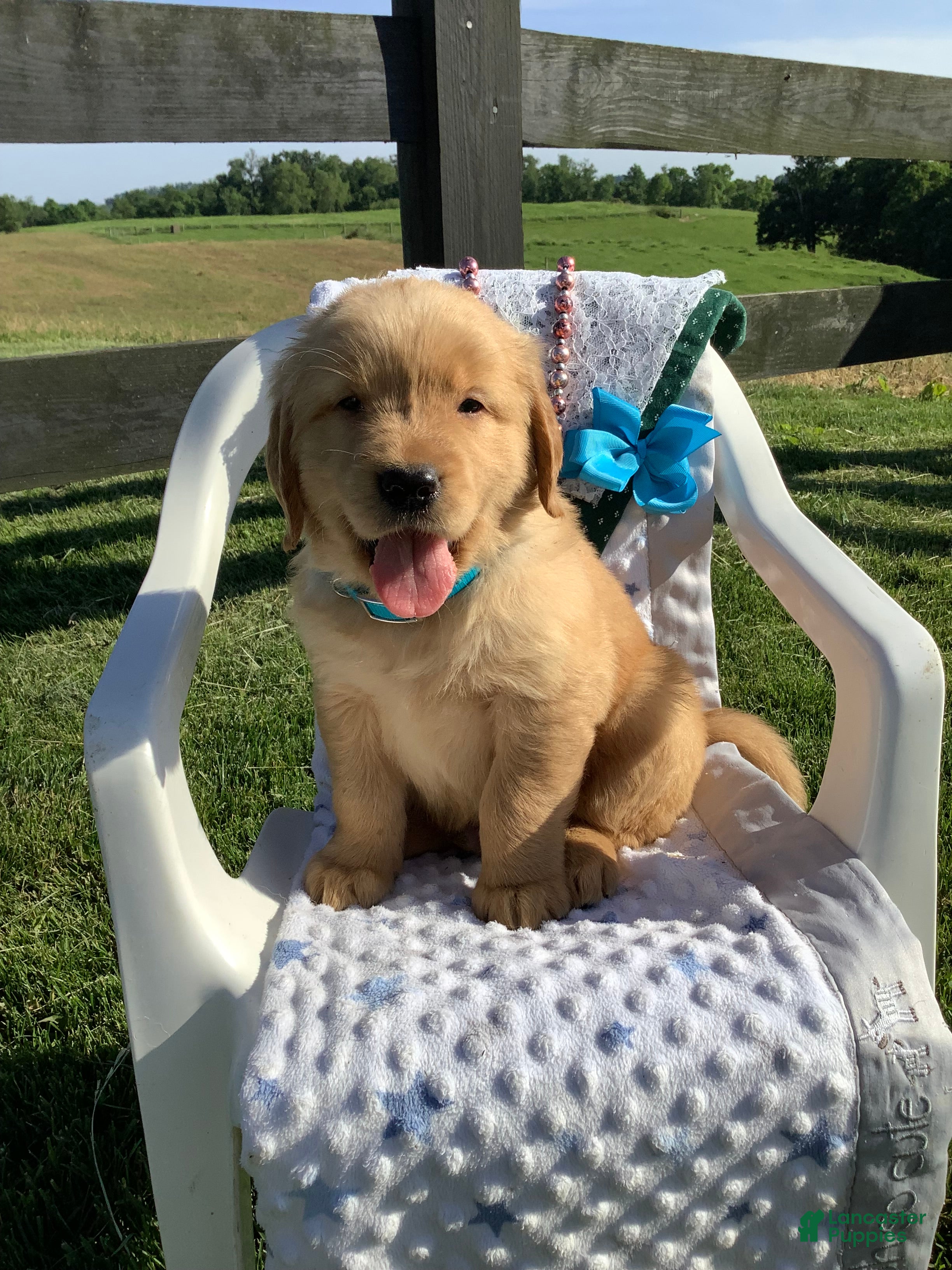 Golden Retriever dogs Golden Retriever -  Beetle  - Ad 2