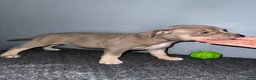 American Bully dogs for sale: Sassy - Ad 1