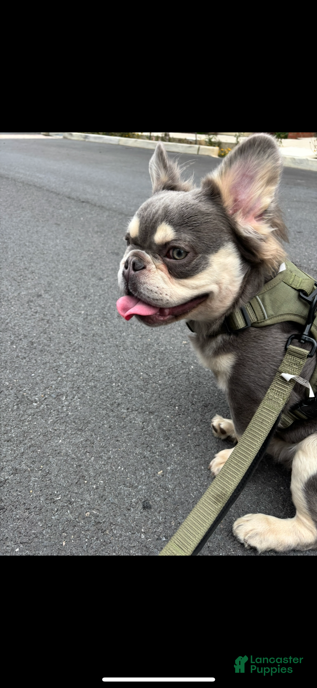 French Bulldog dogs for sale: Princess - Ad 5