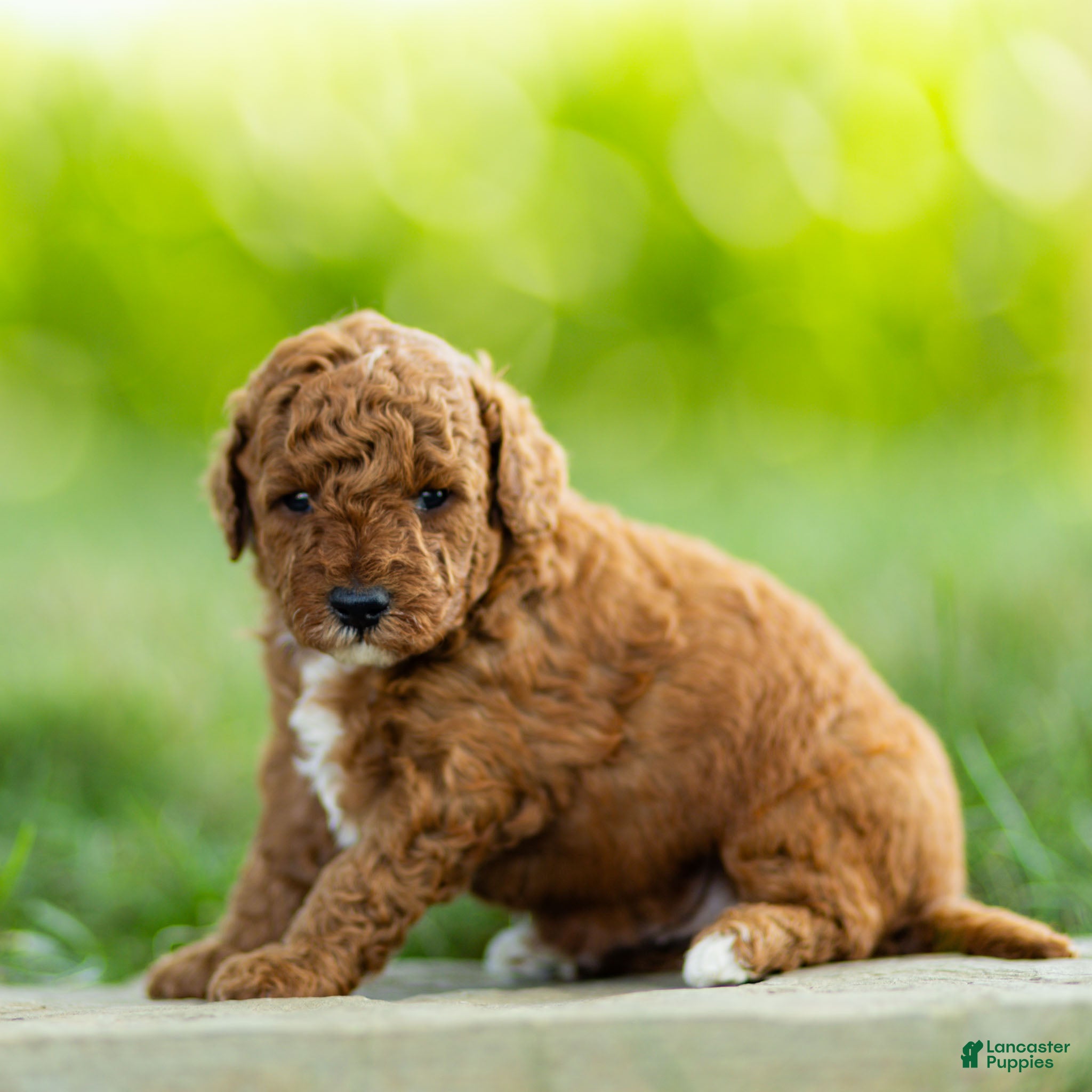 Labradoodle dogs Henry Labradoodle  - Ad 2