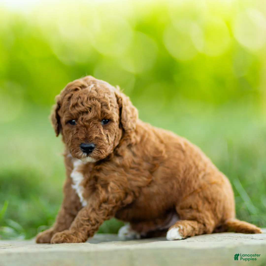 Labradoodle dogs for sale: Henry Labradoodle  - Ad 2