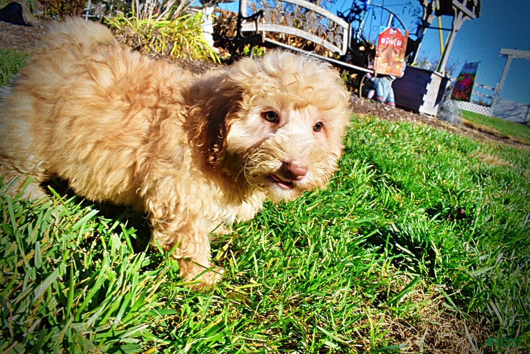 Havapoo dogs for sale: Ranger - Ad 14