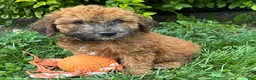 Whoodle dogs for sale: Hunter - Ad 3