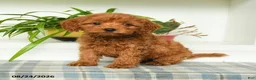 Mini Goldendoodle dogs for sale: Tori - Ad 3