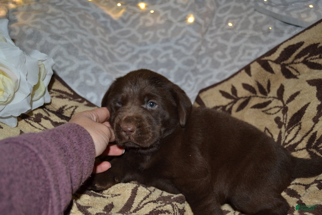 Labrador Retriever dogs for sale: Mutch - Ad 2