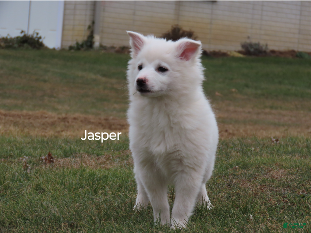 Mixed Breed dogs for sale: Jasper  - Ad 3