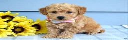Bichpoo dogs for sale: Sunny - Ad 7