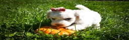 Maltese dogs for sale: Darling🩷 - Ad 14
