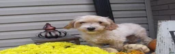 Maltipoo dogs for sale: Raina - Ad 10