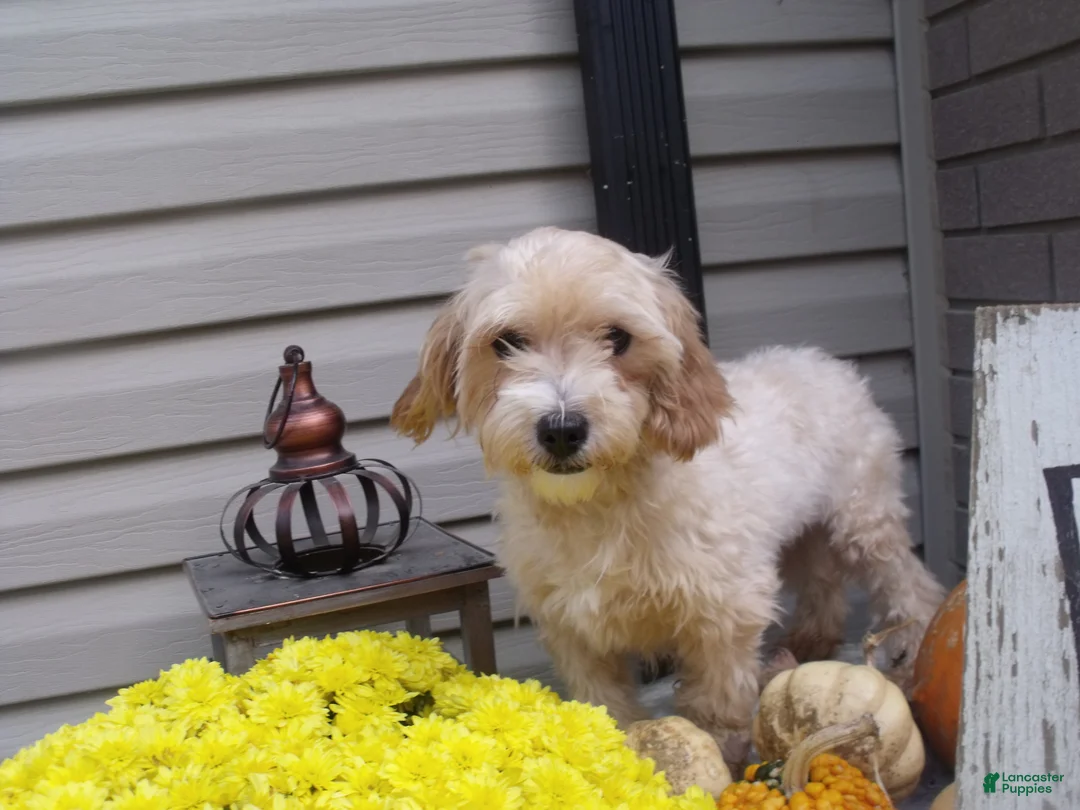 Maltipoo dogs for sale: Raina - Ad 10