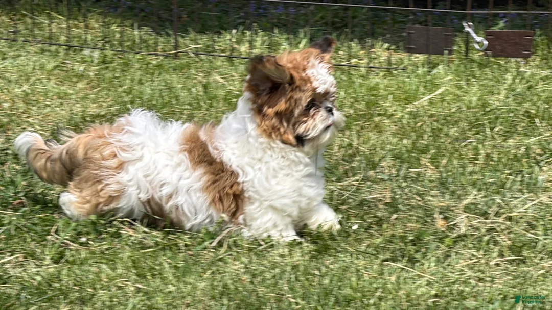 Shih Tzu dogs for sale: Gary  - Ad 2