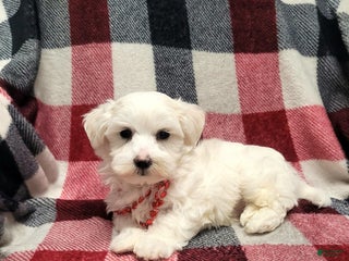 Maltese dogs Koby - Ad 23