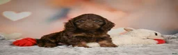 Cockapoo dogs for sale: Sandy - Ad 8