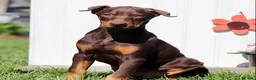 Doberman Pinscher dogs for sale: Captain - Ad 4