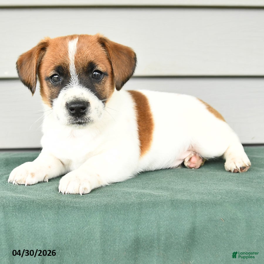 Jack Russell Terrier dogs Fitz - Ad 2