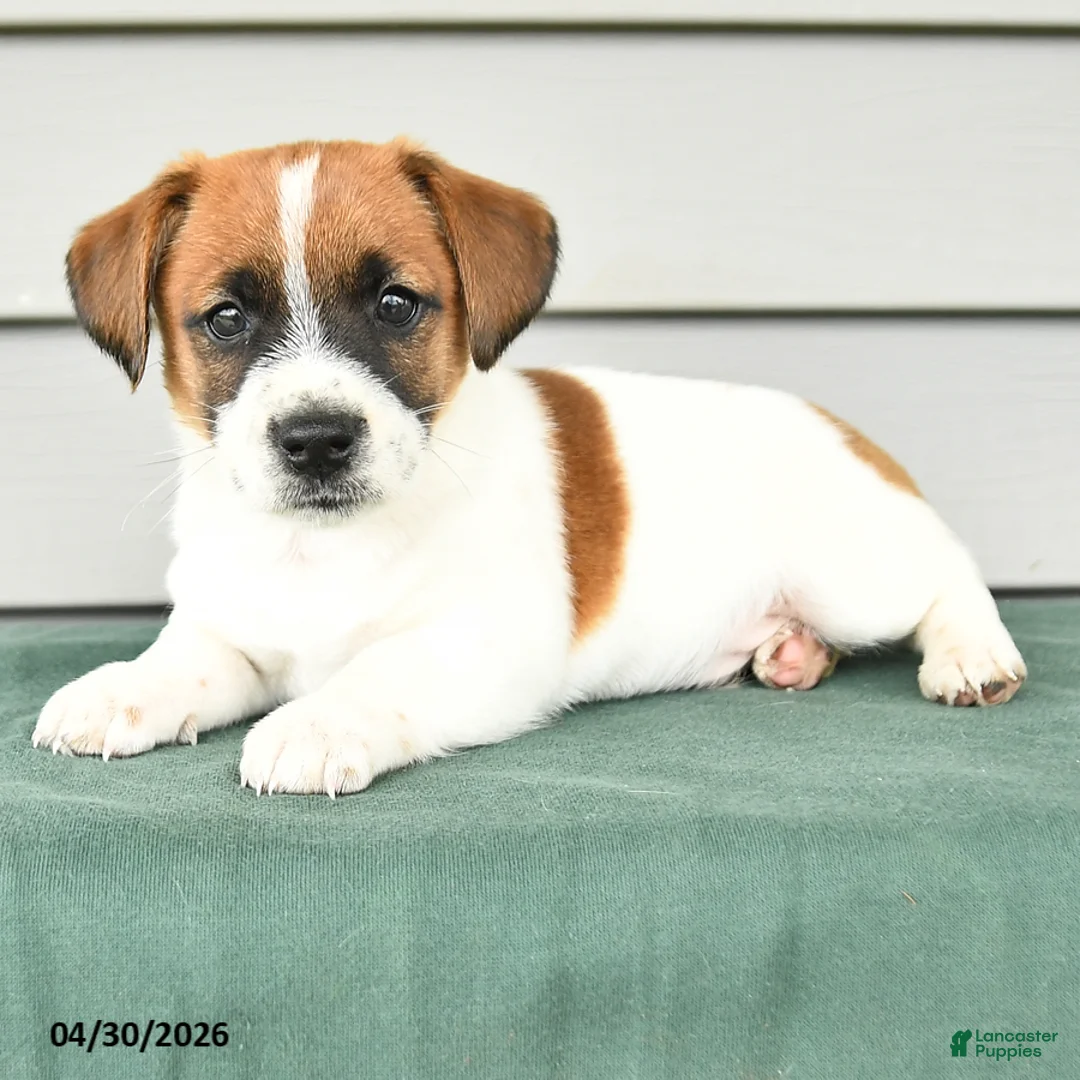 Jack Russell Terrier dogs for sale: Fitz - Ad 2
