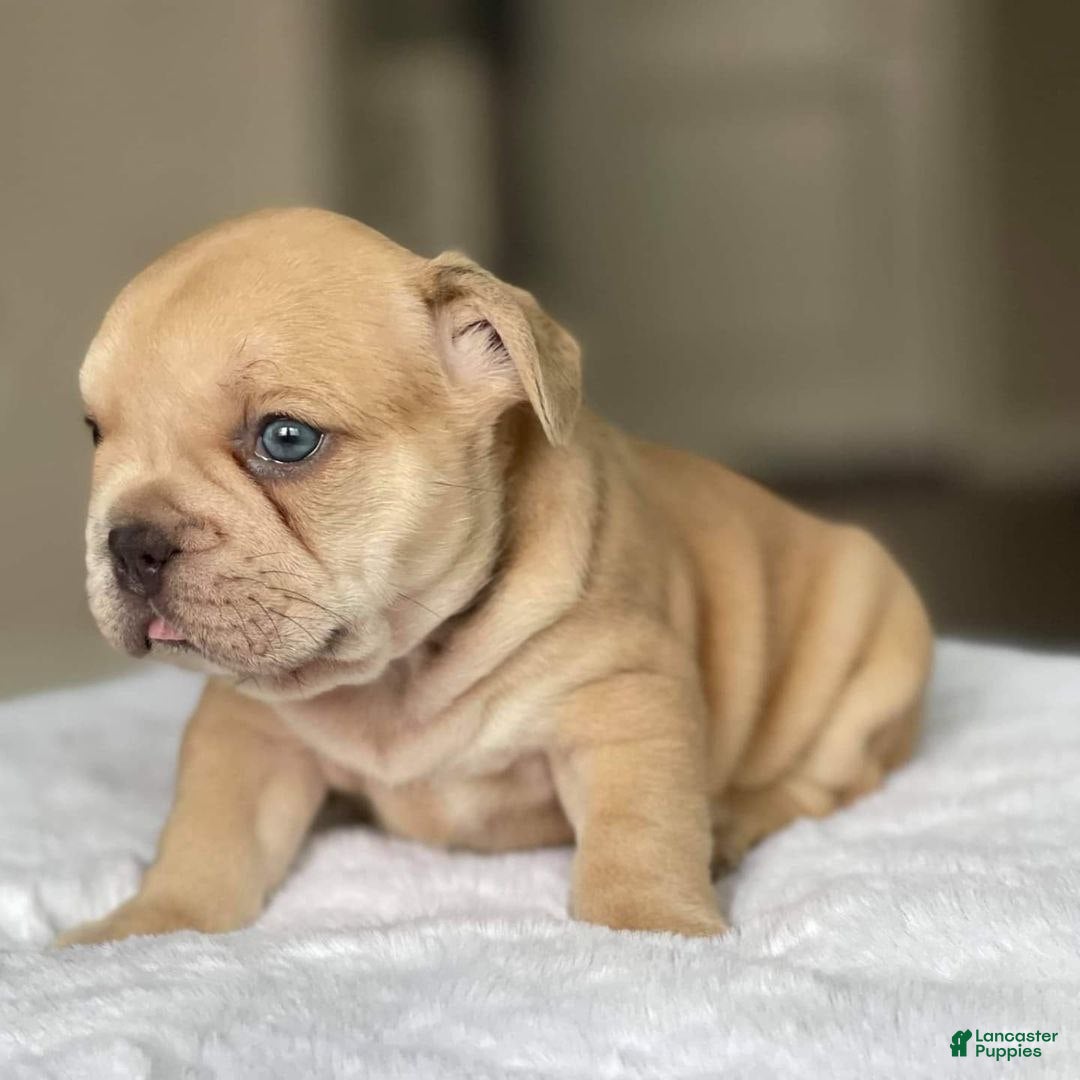 French Bulldog dogs for sale: Loli - Ad 7