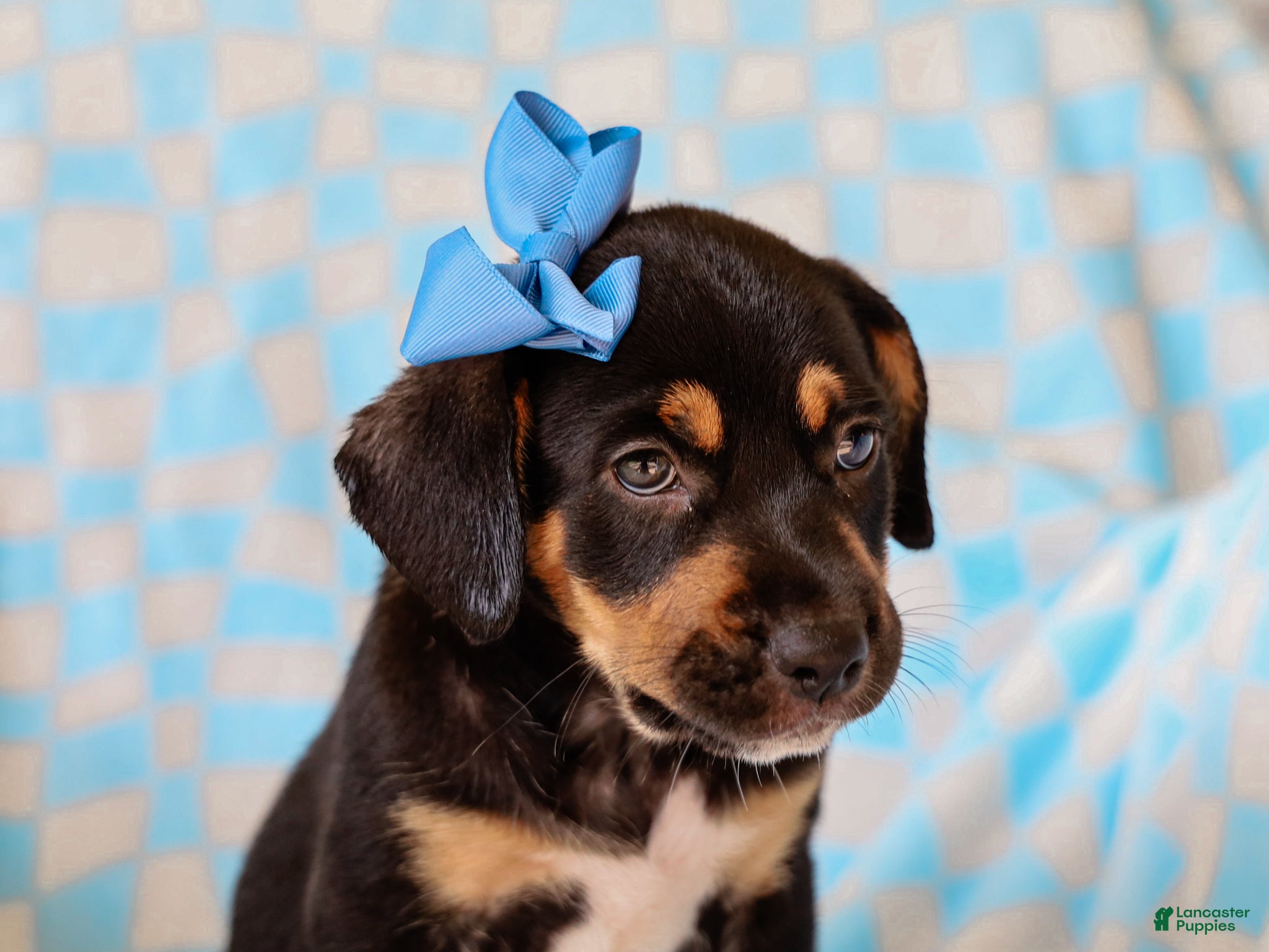 Mixed Breed dogs for sale: Allie Mixed Breed Pup - Ad 1