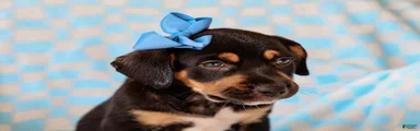Allie Mixed Breed Pup