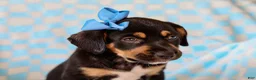 Mixed Breed dogs for sale: Allie Mixed Breed Pup - Ad 1