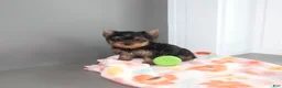 Yorkshire Terrier dogs for sale: Pansy - Ad 2