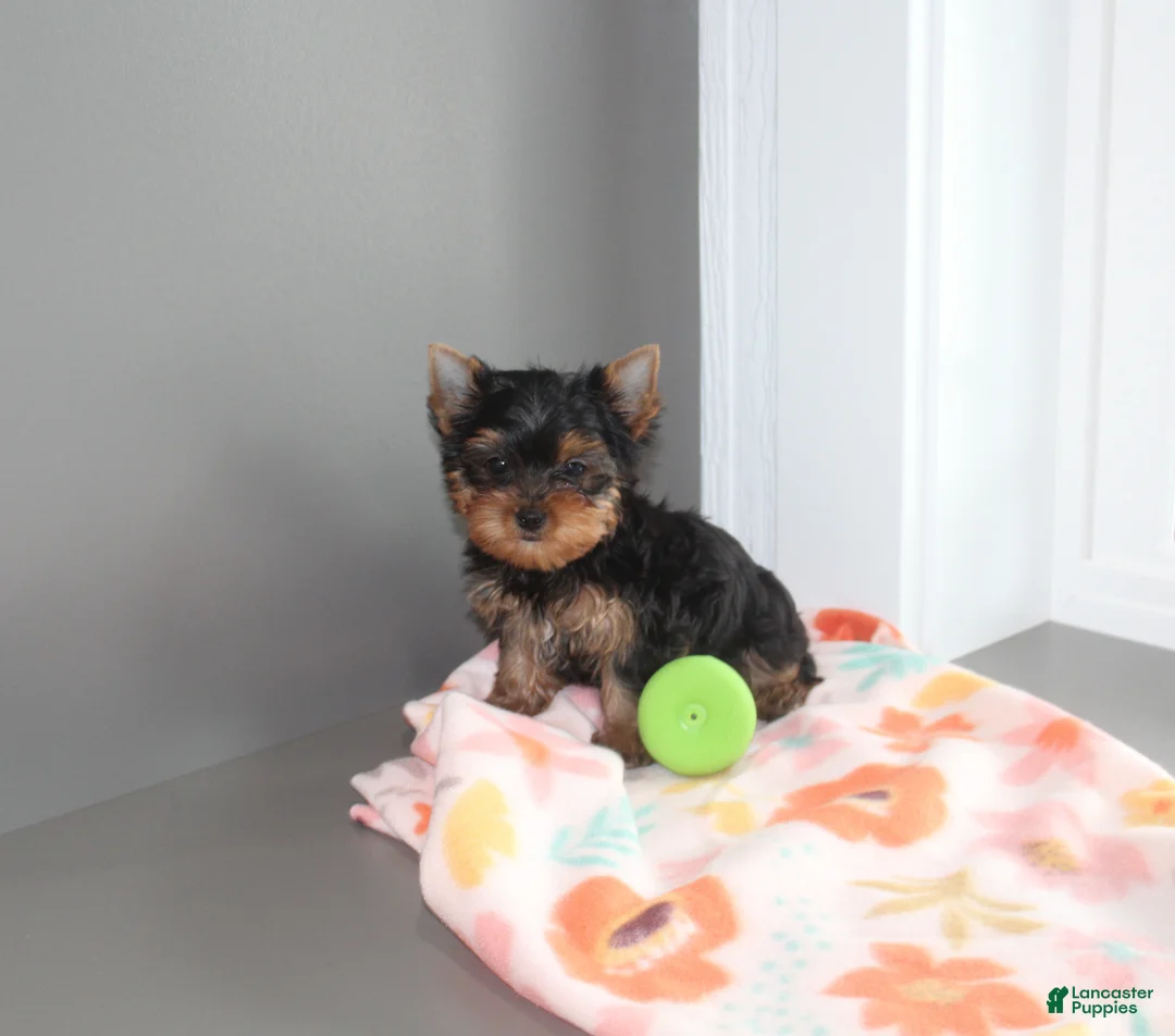 Yorkshire Terrier dogs for sale: Pansy - Ad 2