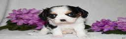 Cavalier King Charles Spaniel dogs for sale: Sammy - Ad 2