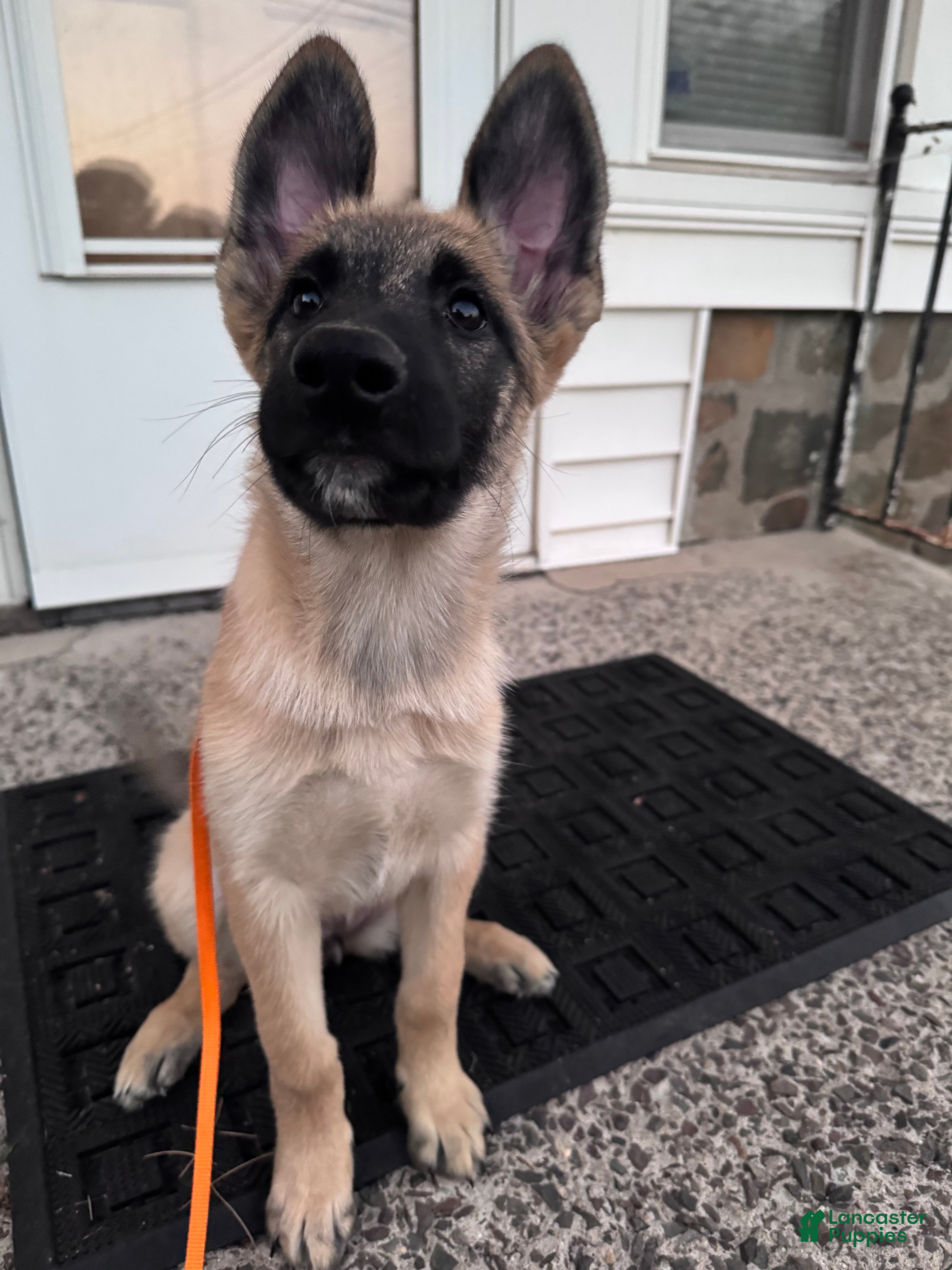 Mixed Breed dogs for sale: Fluffy - Ad 2