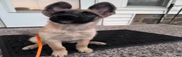 Mixed Breed dogs for sale: Fluffy - Ad 2