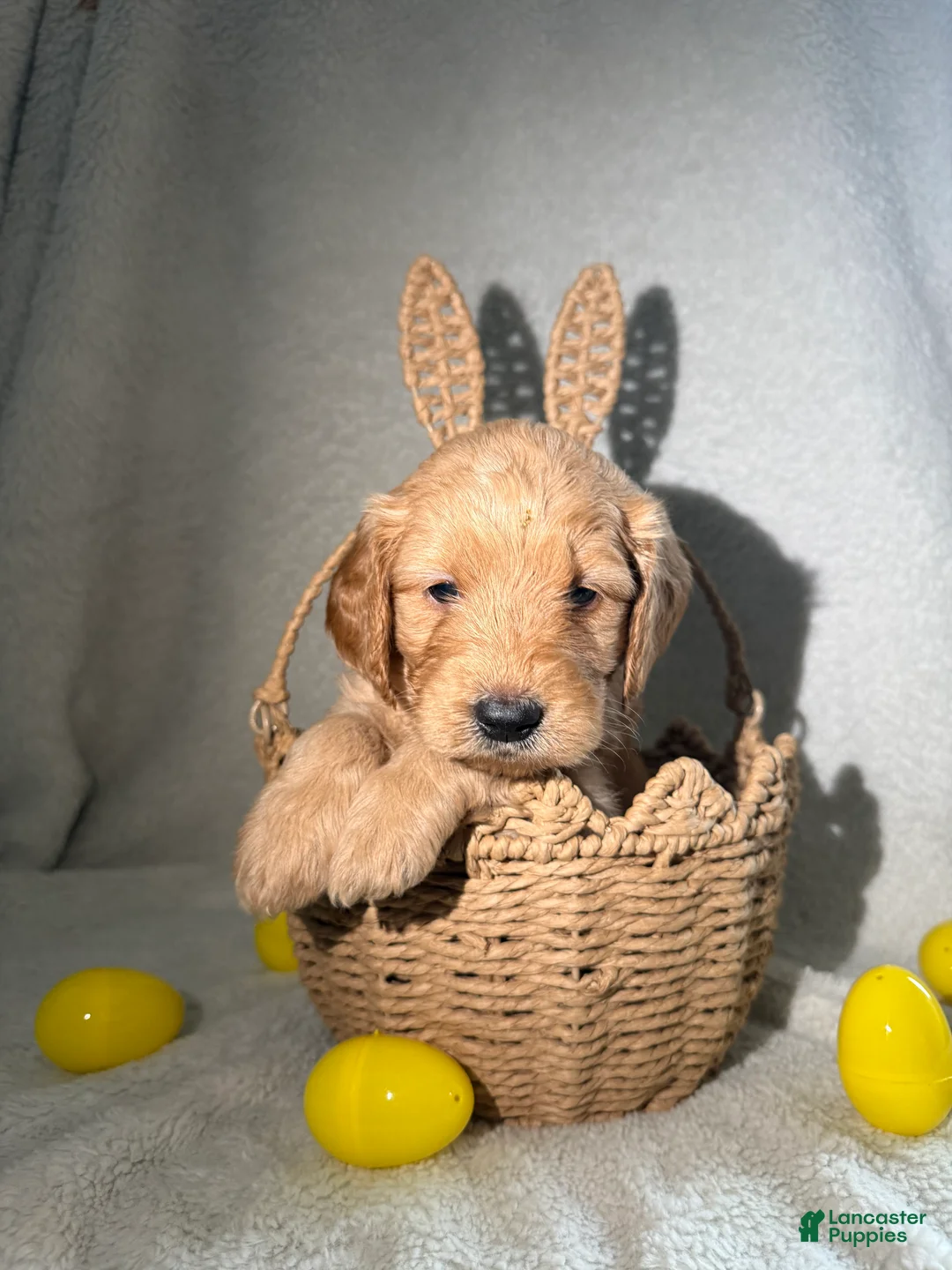 Goldendoodle dogs for sale: Dolce - yellow - Ad 2