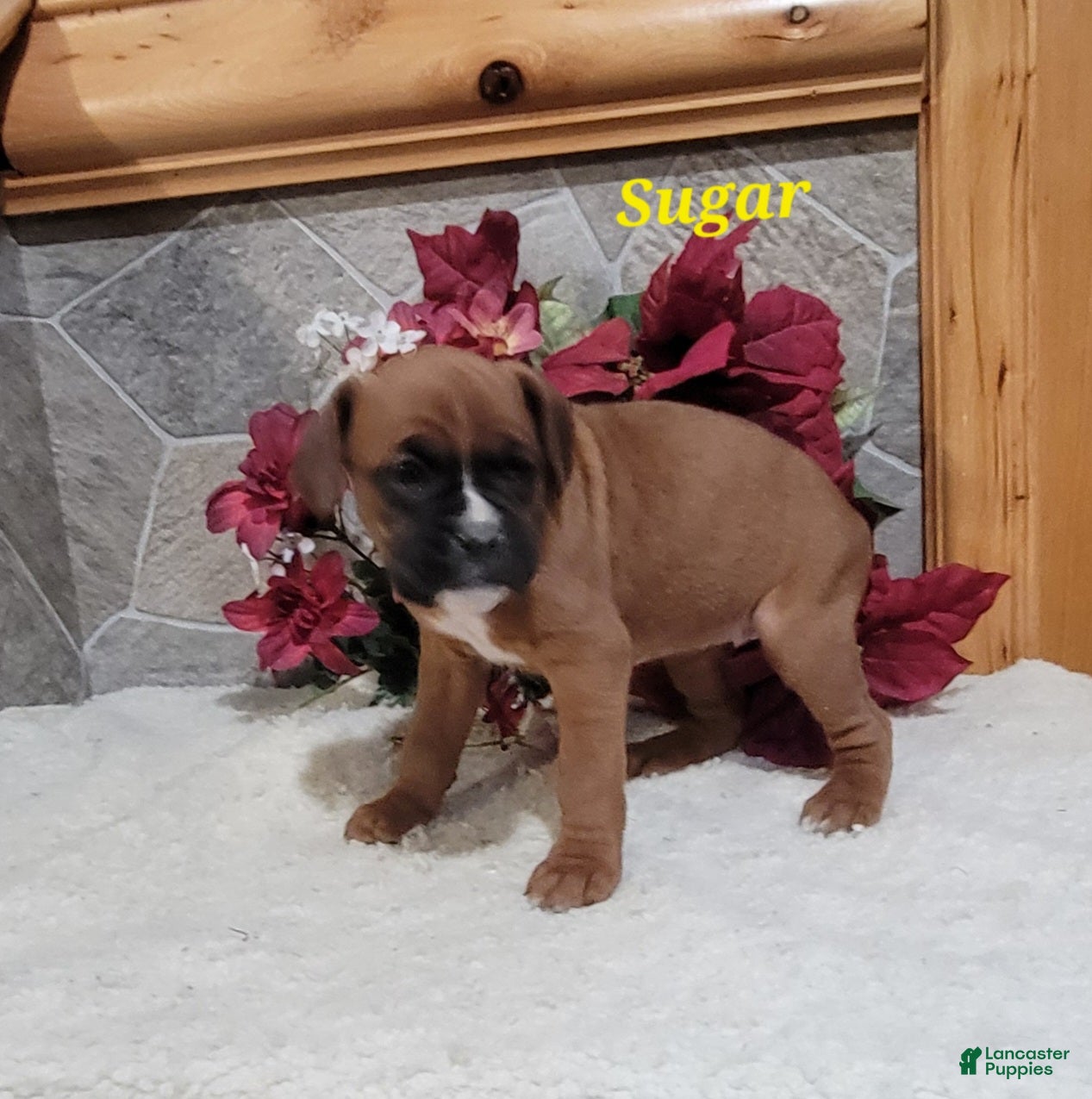 Boxer dogs Sugar - Ad 6
