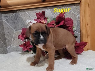 Boxer dogs Sugar - Ad 6