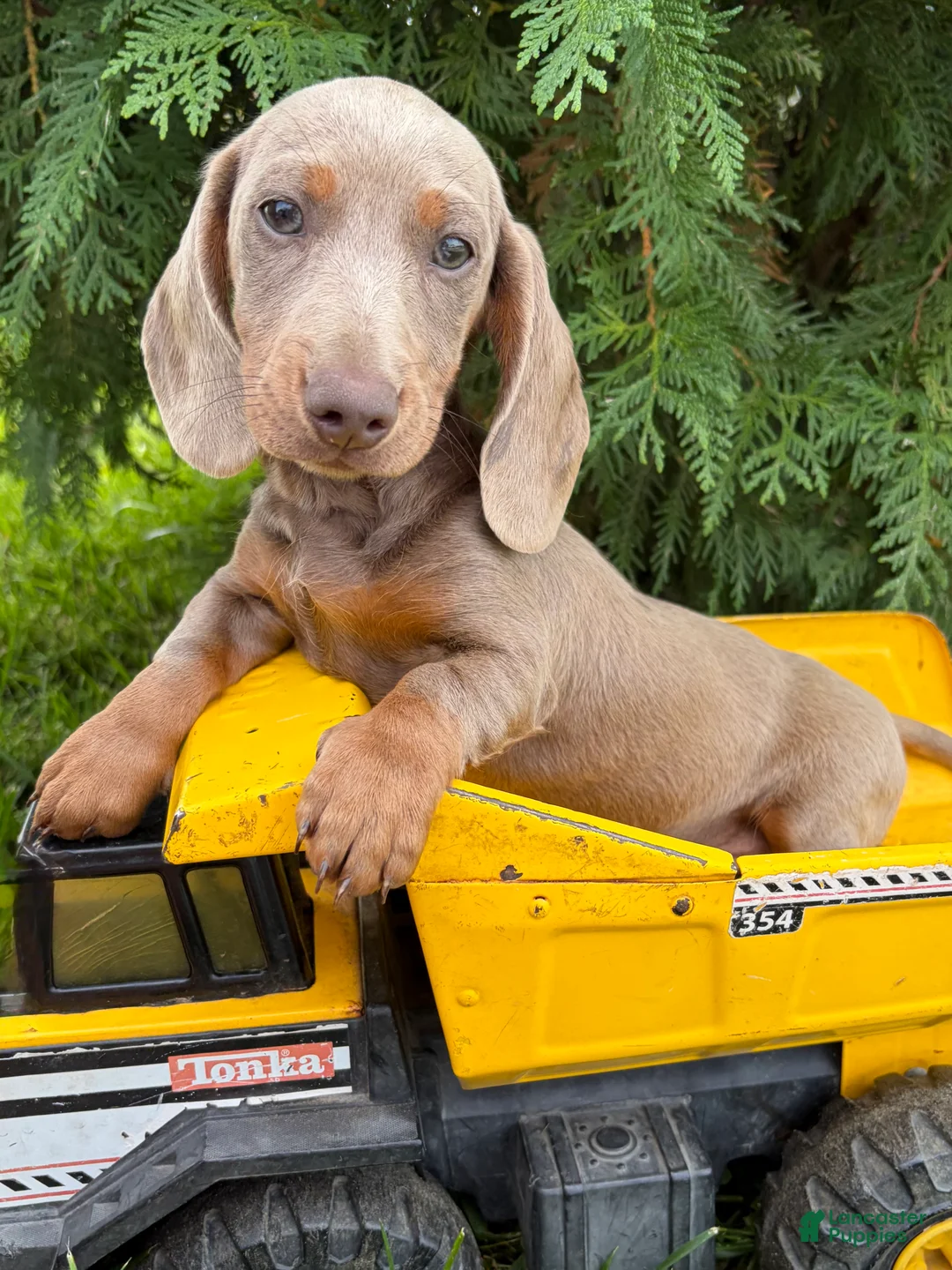Miniature Dachshund dogs for sale: Briggs - Ad 1