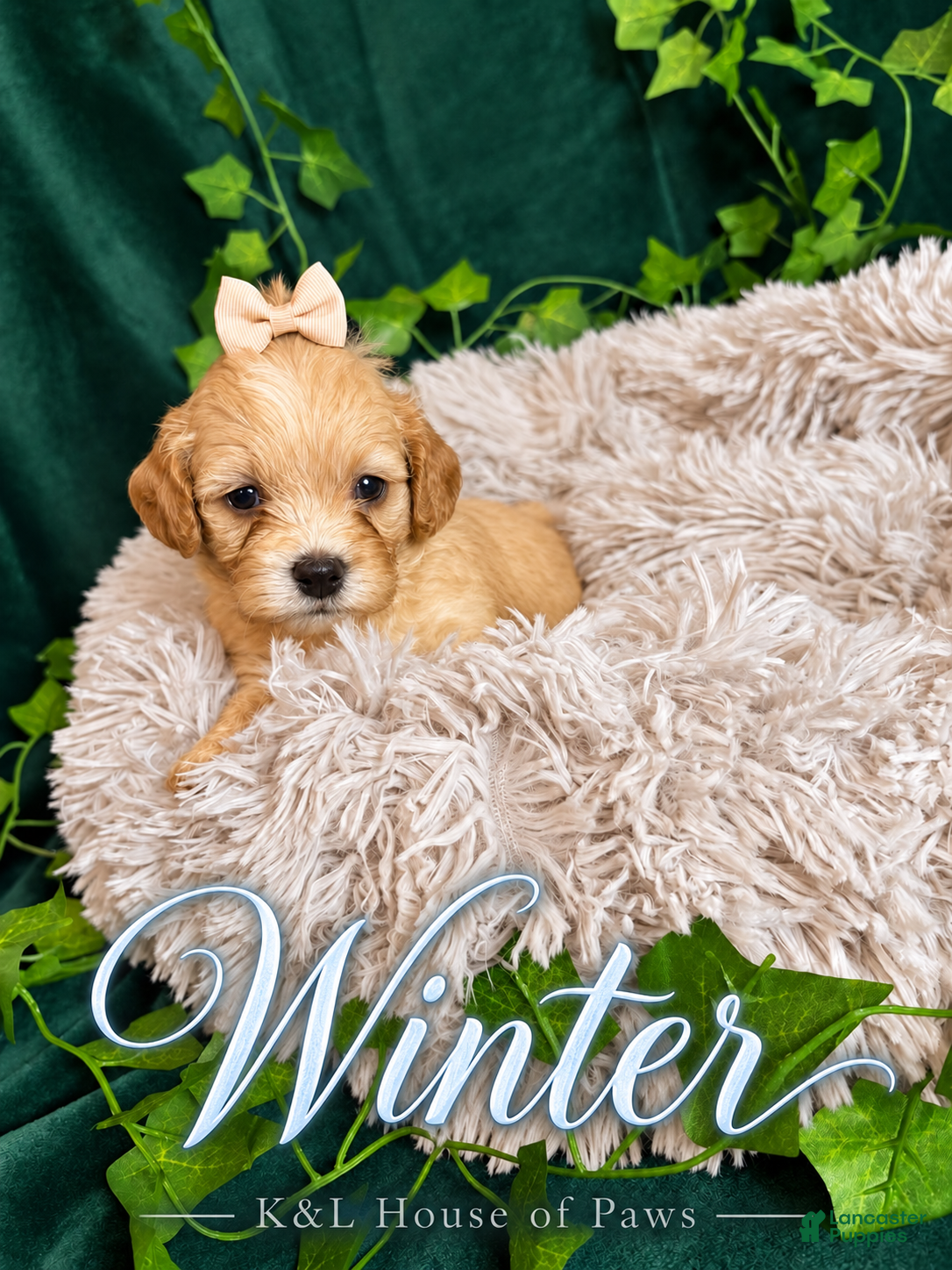 Maltipoo dogs Winter - Ad 31