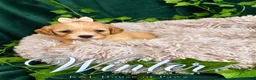 Maltipoo dogs for sale: Winter - Ad 1