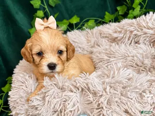 Maltipoo dogs Winter - Ad 30