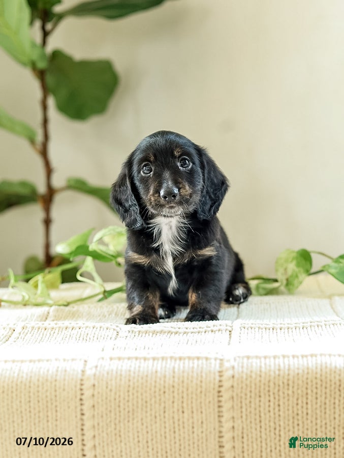 Miniature Dachshund dogs Andre - Ad 1