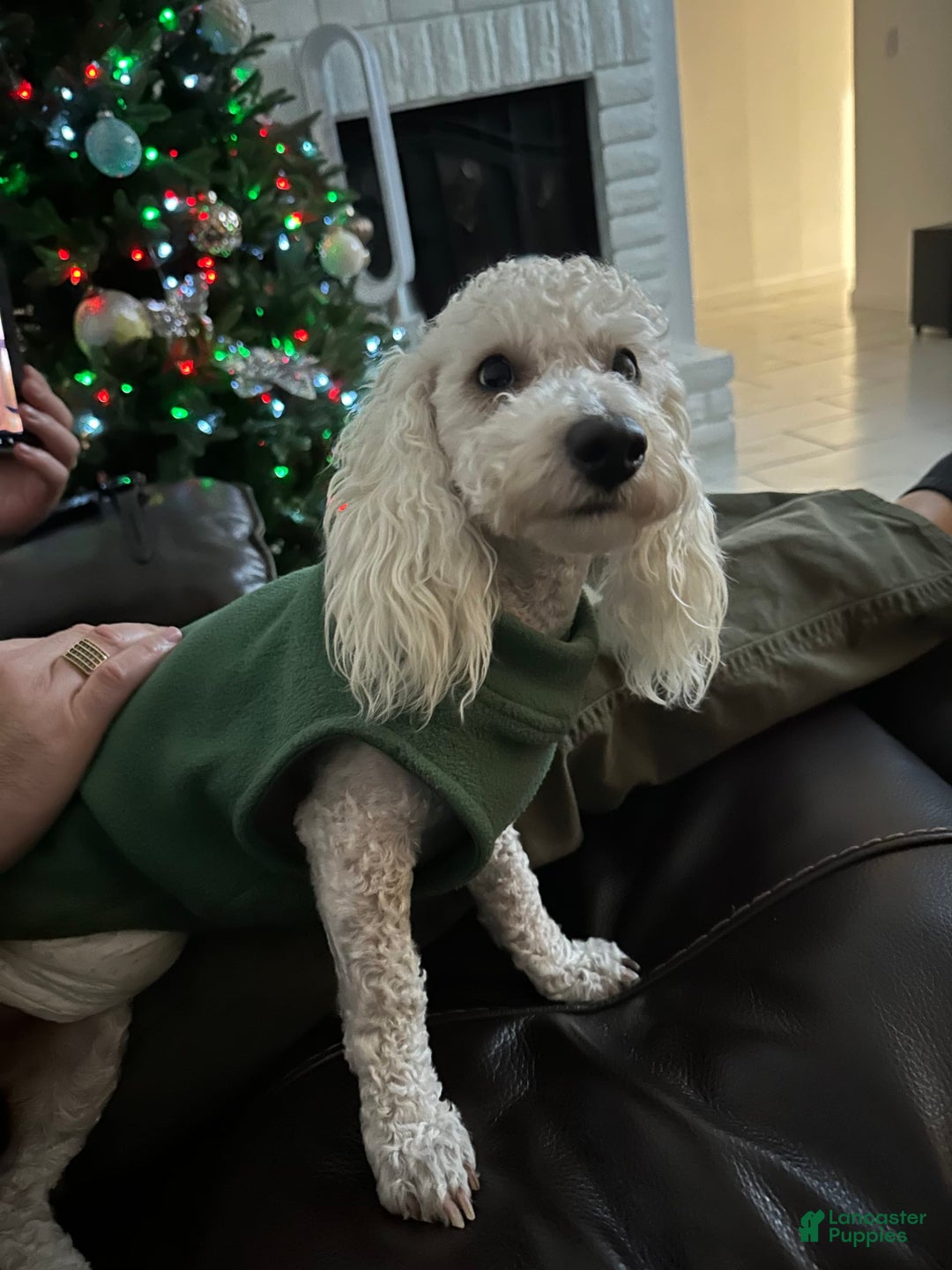 Gallery Image {{count}}